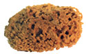 Sea Wool Sponge