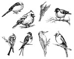 Mayco DSS-0108 Designer Silkscreen Small Birds