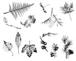 Mayco DSS-0111 Designer Silkscreen Botanical - Leaves