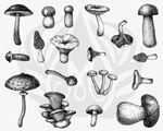 Mayco DSS-0165 Designer Silkscreen Mushrooms
